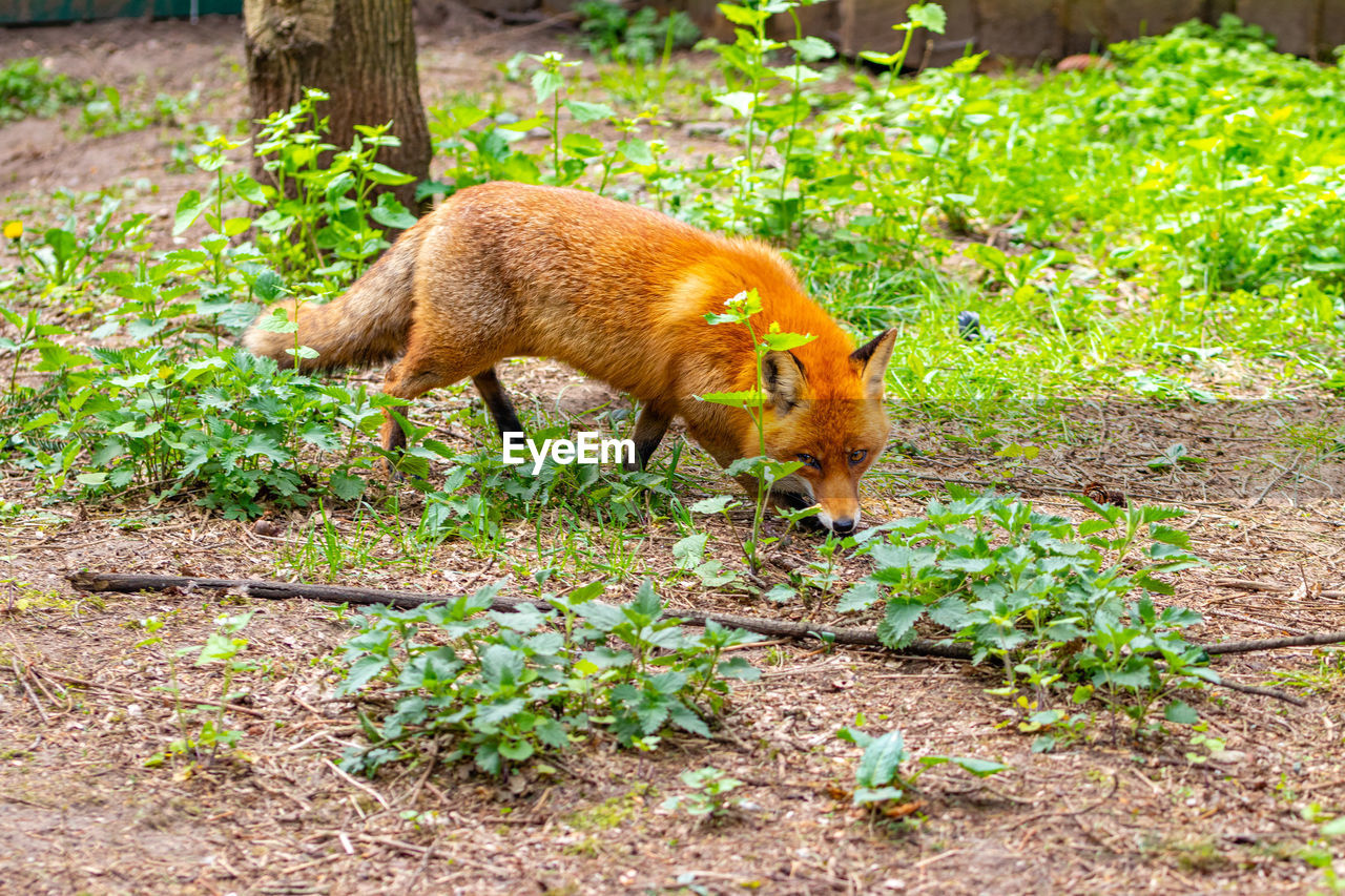 SIDE VIEW OF A RABBIT ON LAND