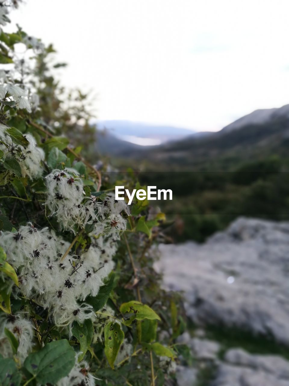 CLOSE-UP OF SNOW ON PLANTS AGAINST MOUNTAIN