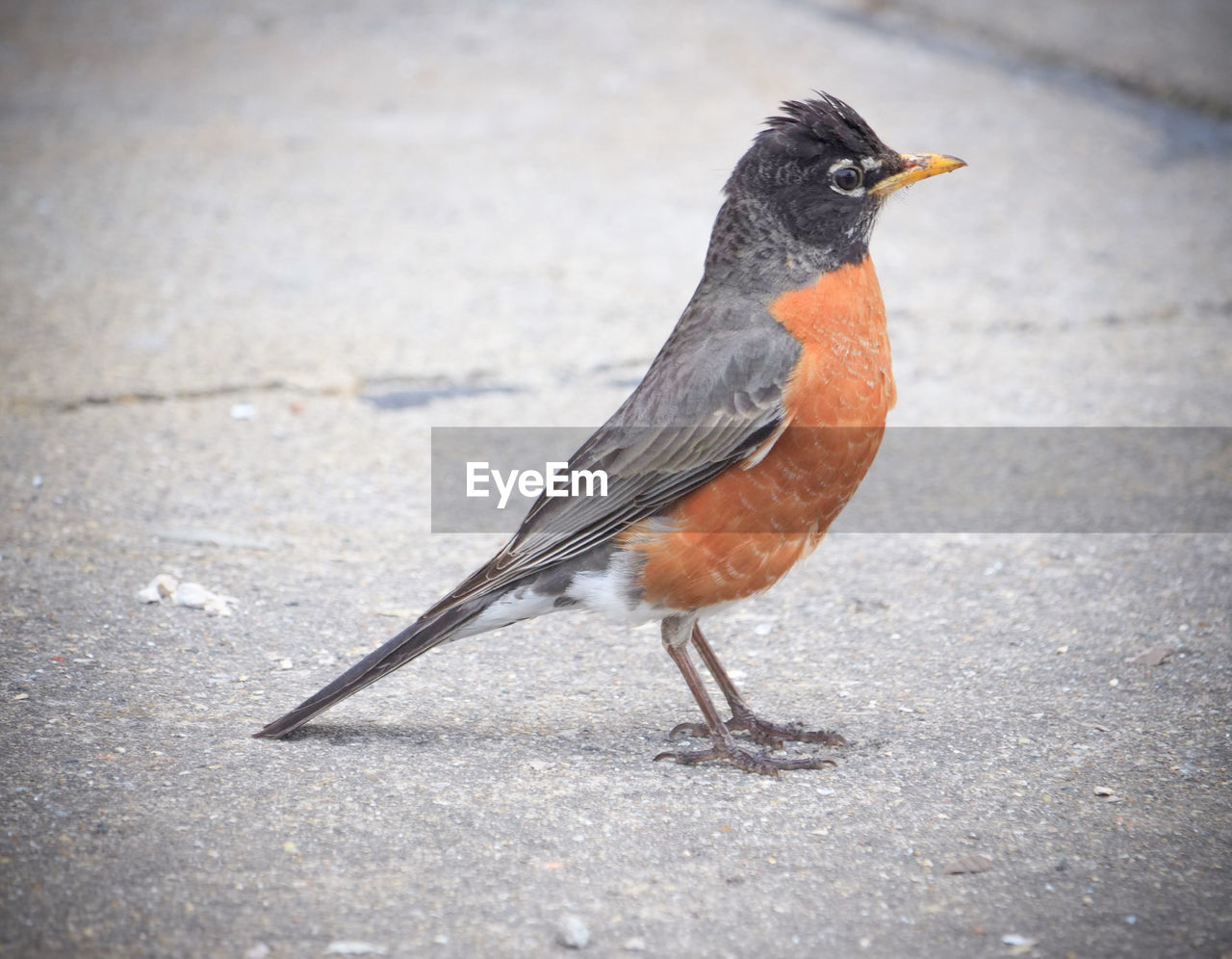 CLOSE-UP OF BIRD ON FOOTPATH