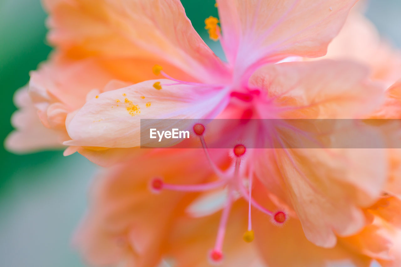 flower, flowering plant, plant, beauty in nature, freshness, close-up, fragility, petal, pink, macro photography, nature, blossom, flower head, stamen, pollen, inflorescence, macro, growth, no people, springtime, outdoors, water, hibiscus, botany, selective focus, extreme close-up, yellow, multi colored, orange color, vibrant color, backgrounds, pastel colored, focus on foreground