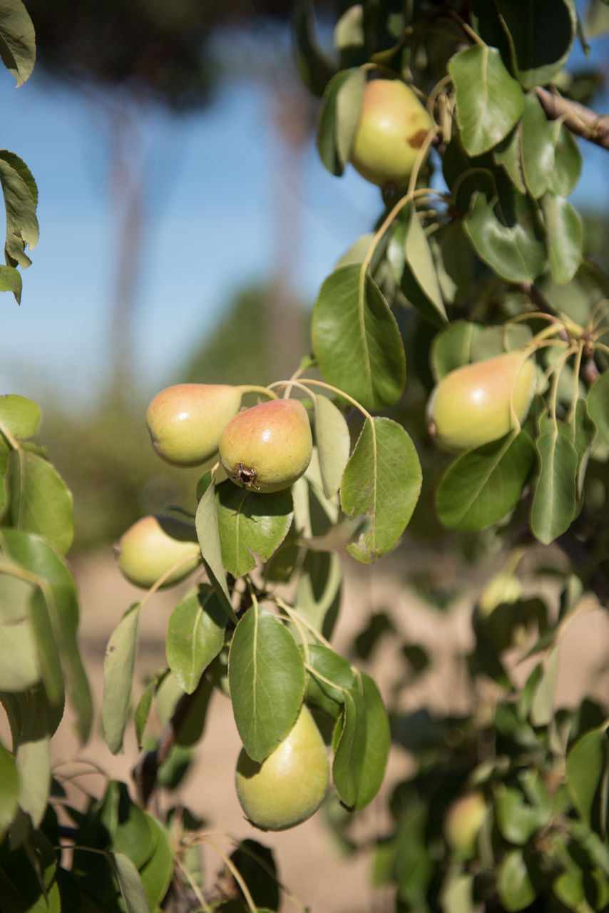 Close-up of pears growing at farm during sunny day