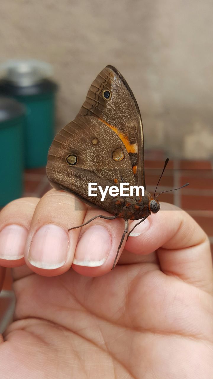 Close-up of butterfly on cropped hand