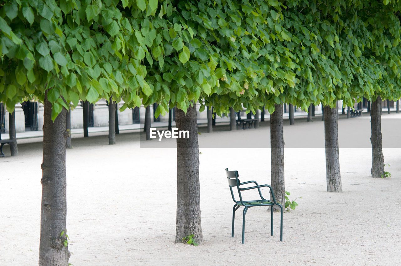 EMPTY BENCHES BY PLANTS IN PARK AGAINST TREES