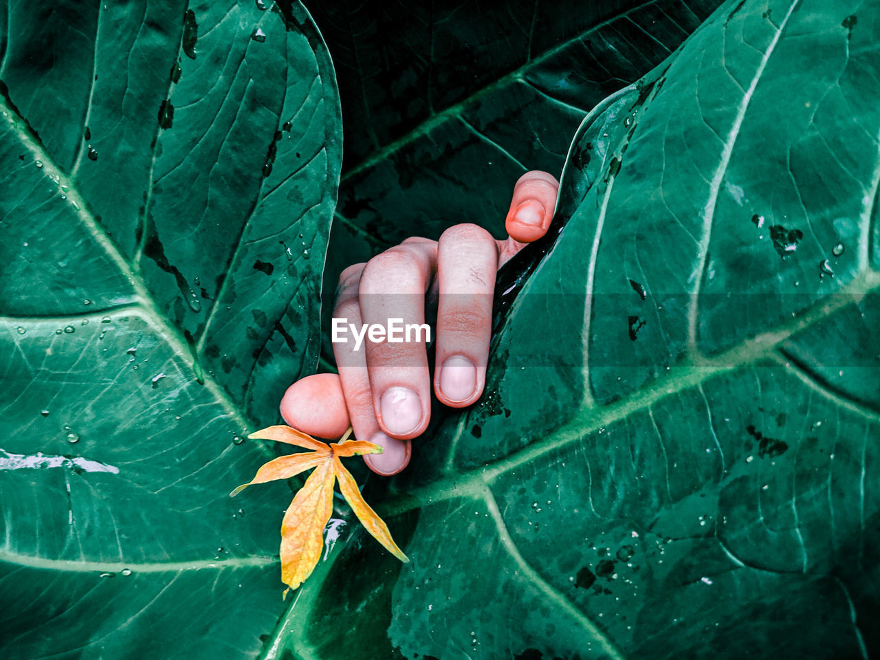 Close-up of hand holding leaves