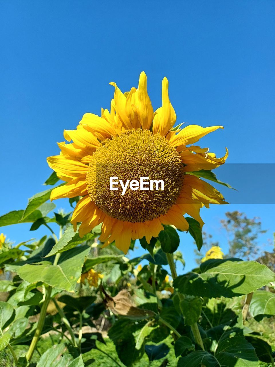sunflower, plant, flower, flowering plant, freshness, flower head, nature, growth, yellow, beauty in nature, sky, blue, inflorescence, leaf, plant part, petal, fragility, field, clear sky, close-up, no people, landscape, summer, rural scene, low angle view, outdoors, pollen, sunny, sunflower seed, agriculture, sunlight, asterales, springtime, vibrant color, day, botany, green, blossom, food, food and drink, environment, land