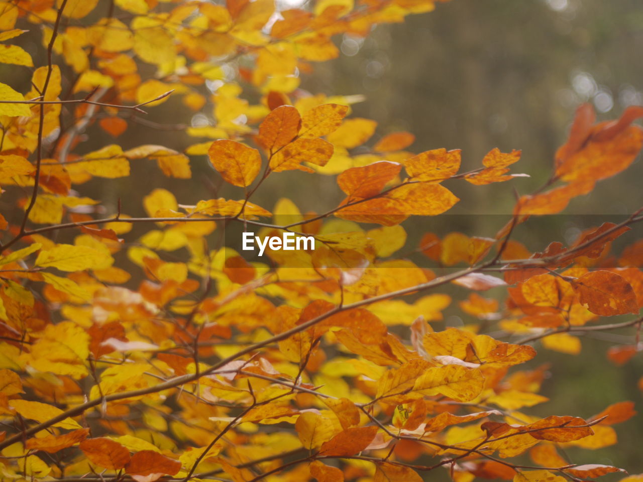 Close-up of yellow maple leaves on tree