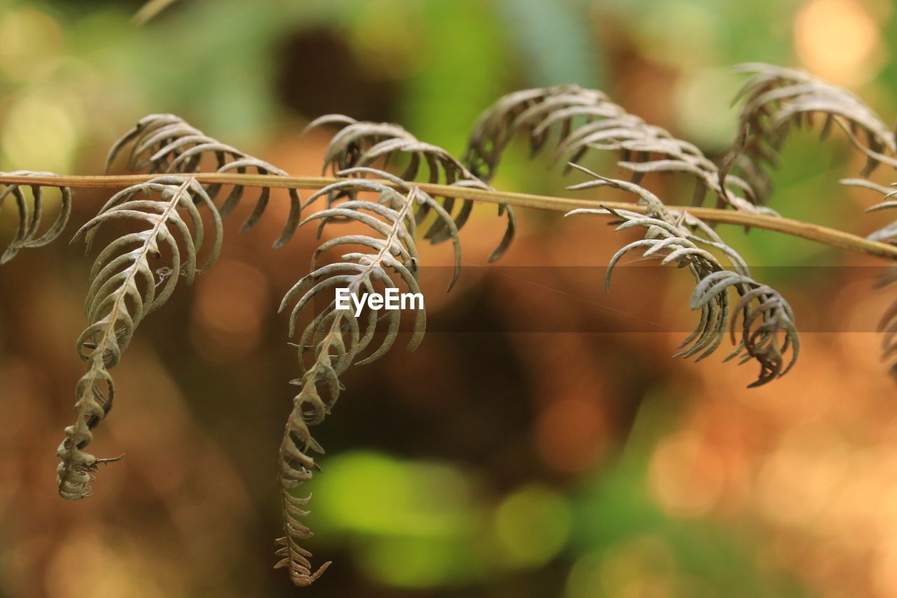 close-up, macro photography, plant, branch, nature, leaf, focus on foreground, flower, no people, beauty in nature, growth, plant part, animal, outdoors, striped, animal themes, tree, day, selective focus, grass, plant stem, animal wildlife, agriculture, green, sunlight