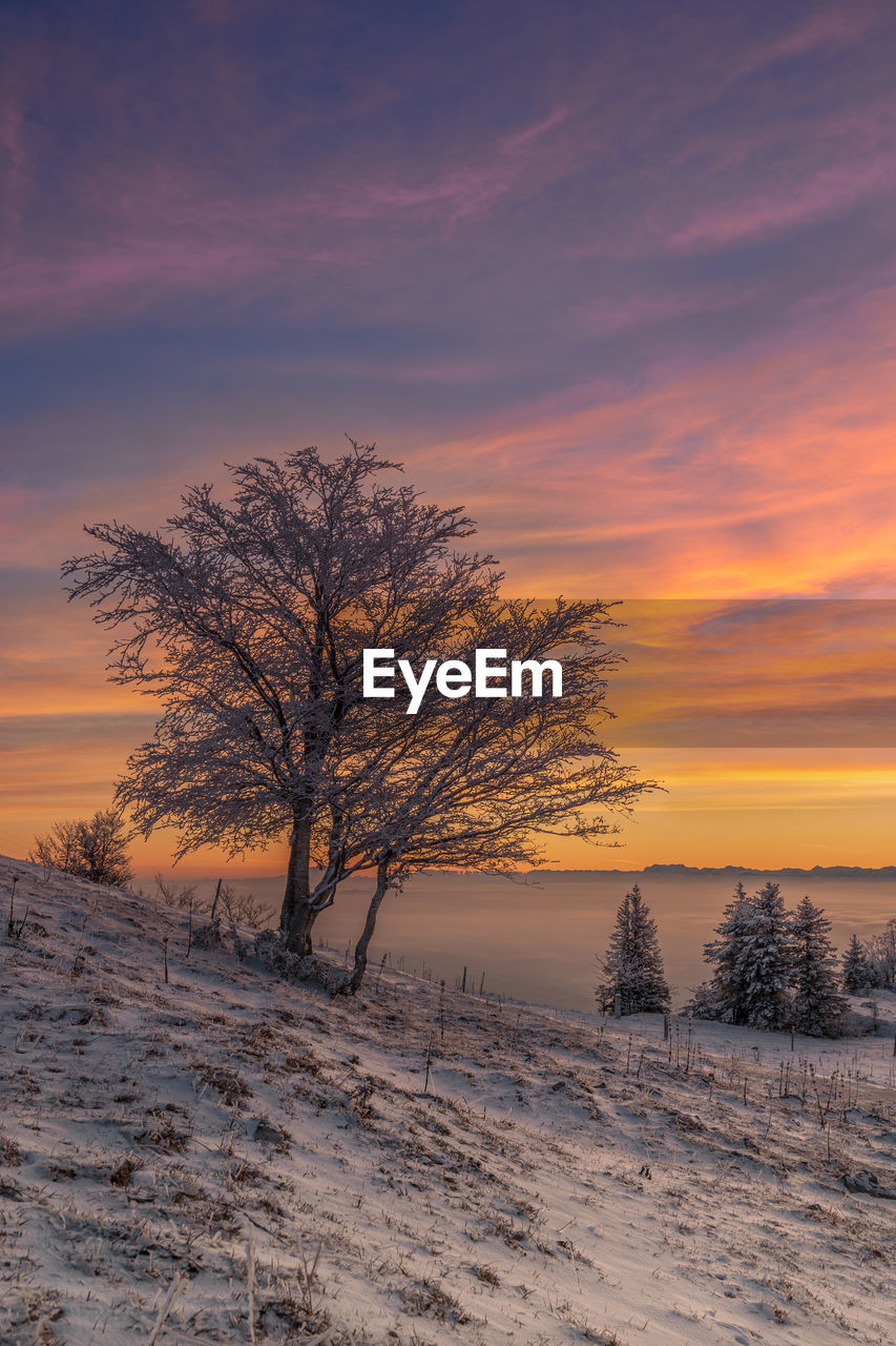 Tree on snow covered field against sky during sunset