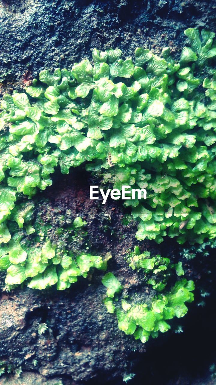 CLOSE-UP OF PLANT GROWING ON STONE WALL