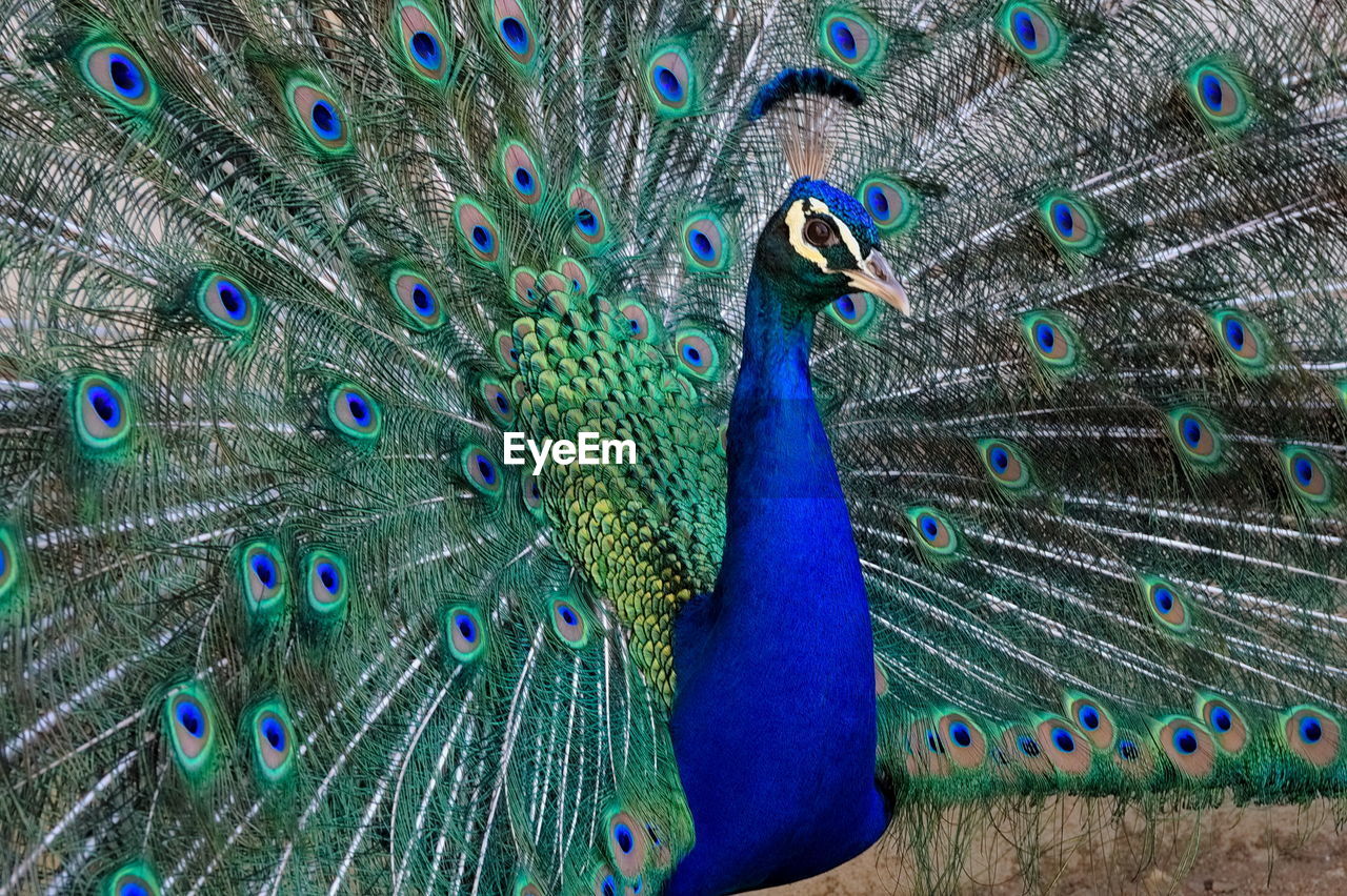 CLOSE-UP OF PEACOCK FEATHER ON BLUE FEATHERS