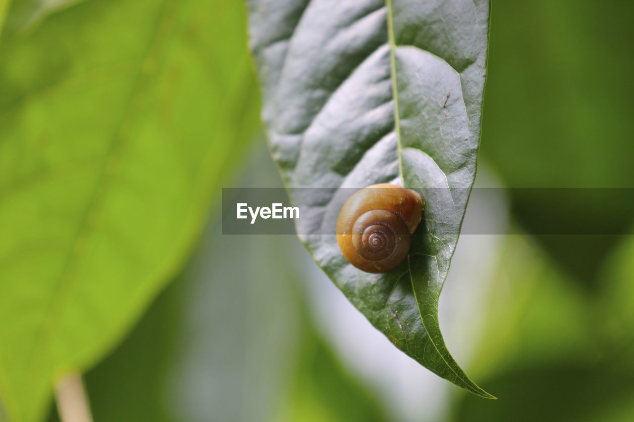 CLOSE-UP OF SNAILS ON LEAF