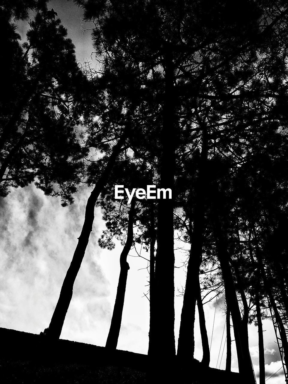 LOW ANGLE VIEW OF TREE AGAINST SKY