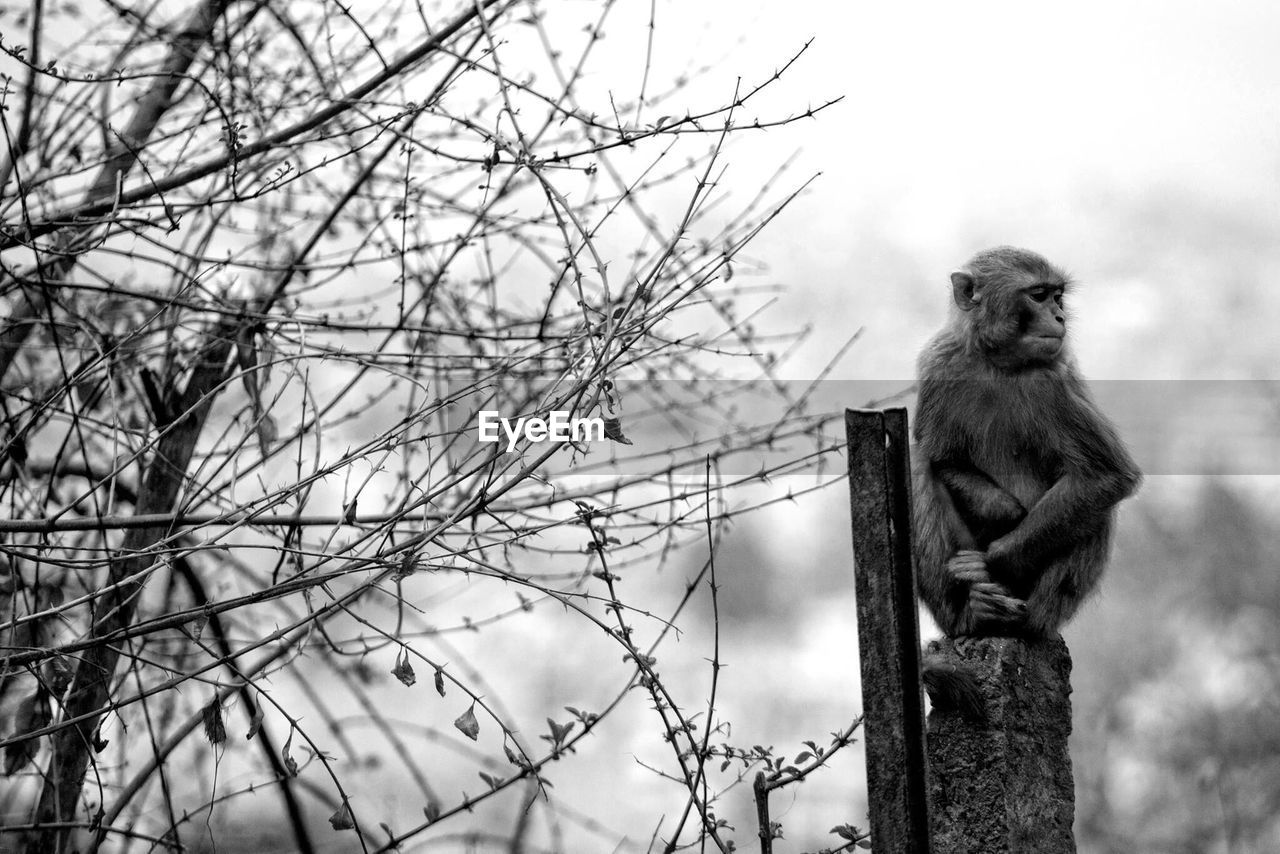 Monkey sitting on bollard against sky