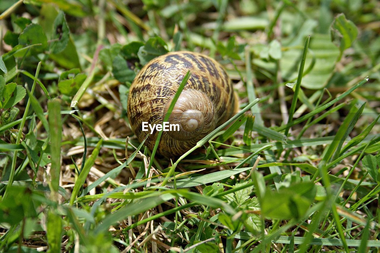 Close-up of snail on land