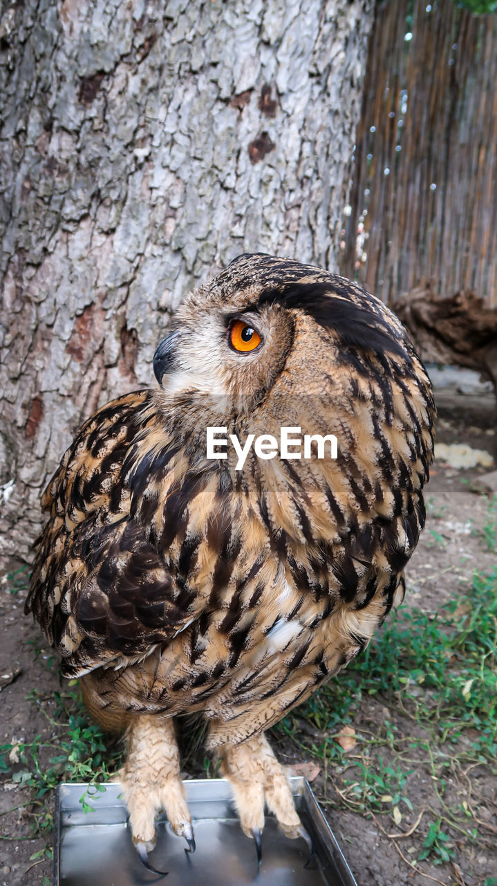 Owl looking to the left standing on a metal box at the zoo park in belgrade, serbia
