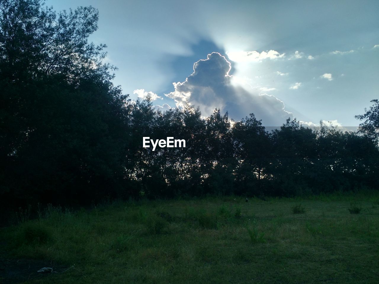 TREES ON GRASS AGAINST SKY