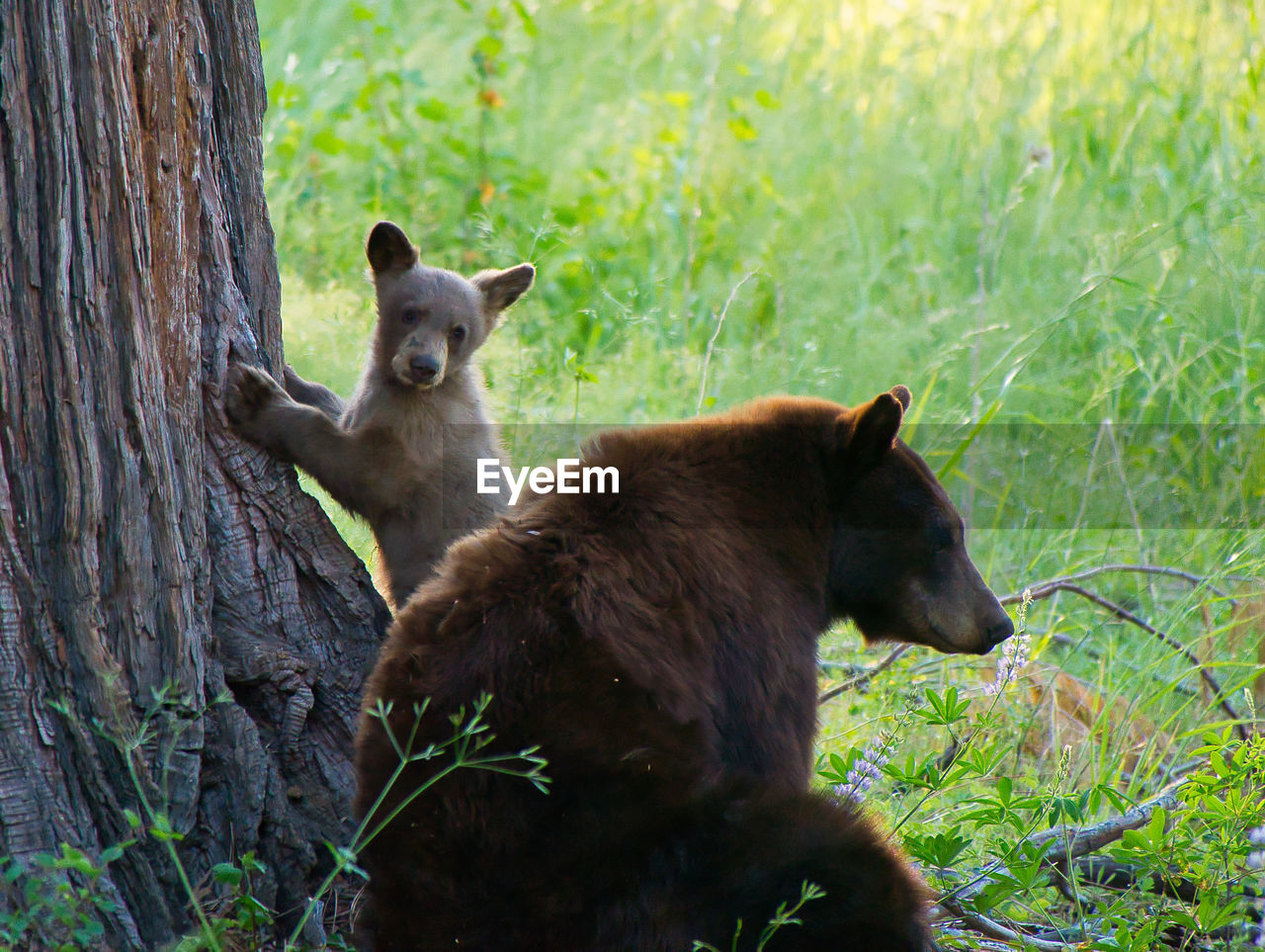 View of bears on field