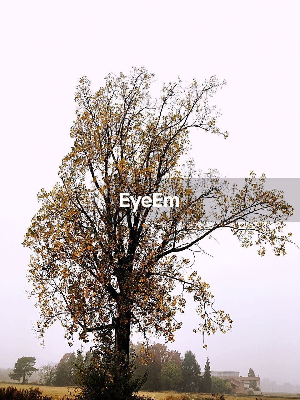 AUTUMN TREE AGAINST SKY