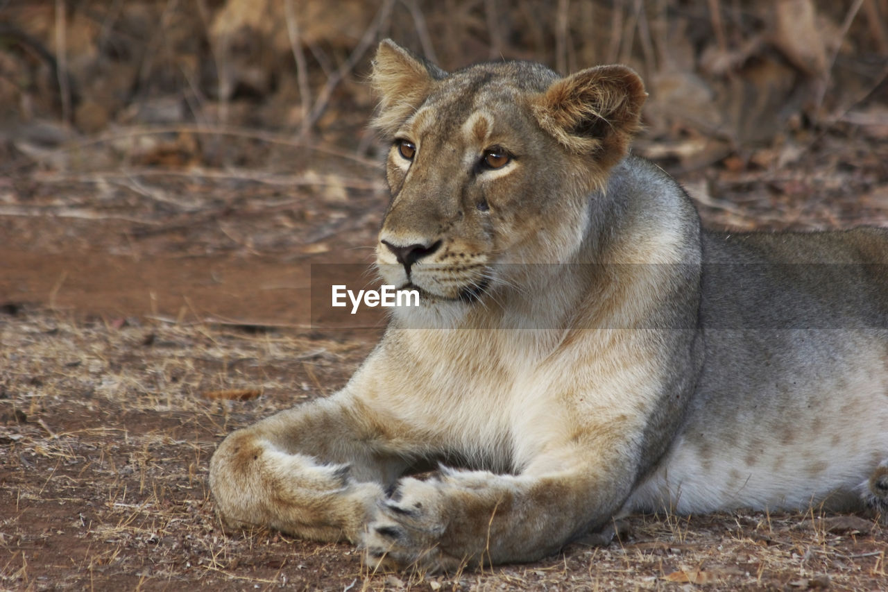 CLOSE-UP PORTRAIT OF LION RELAXING ON DIRT