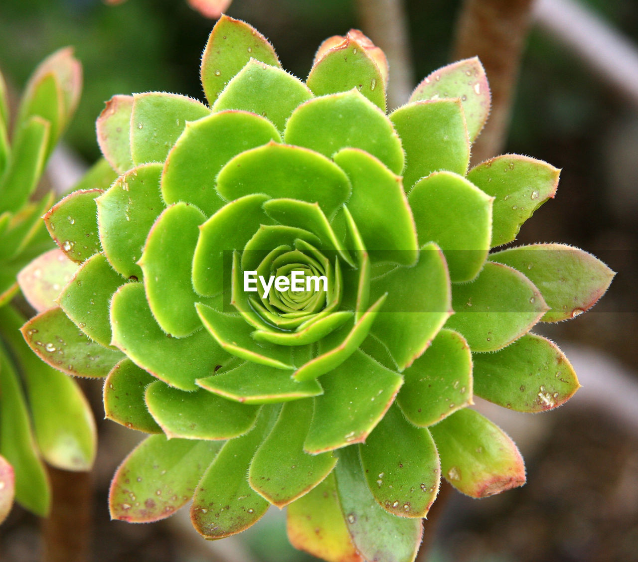 CLOSE-UP OF GREEN CACTUS