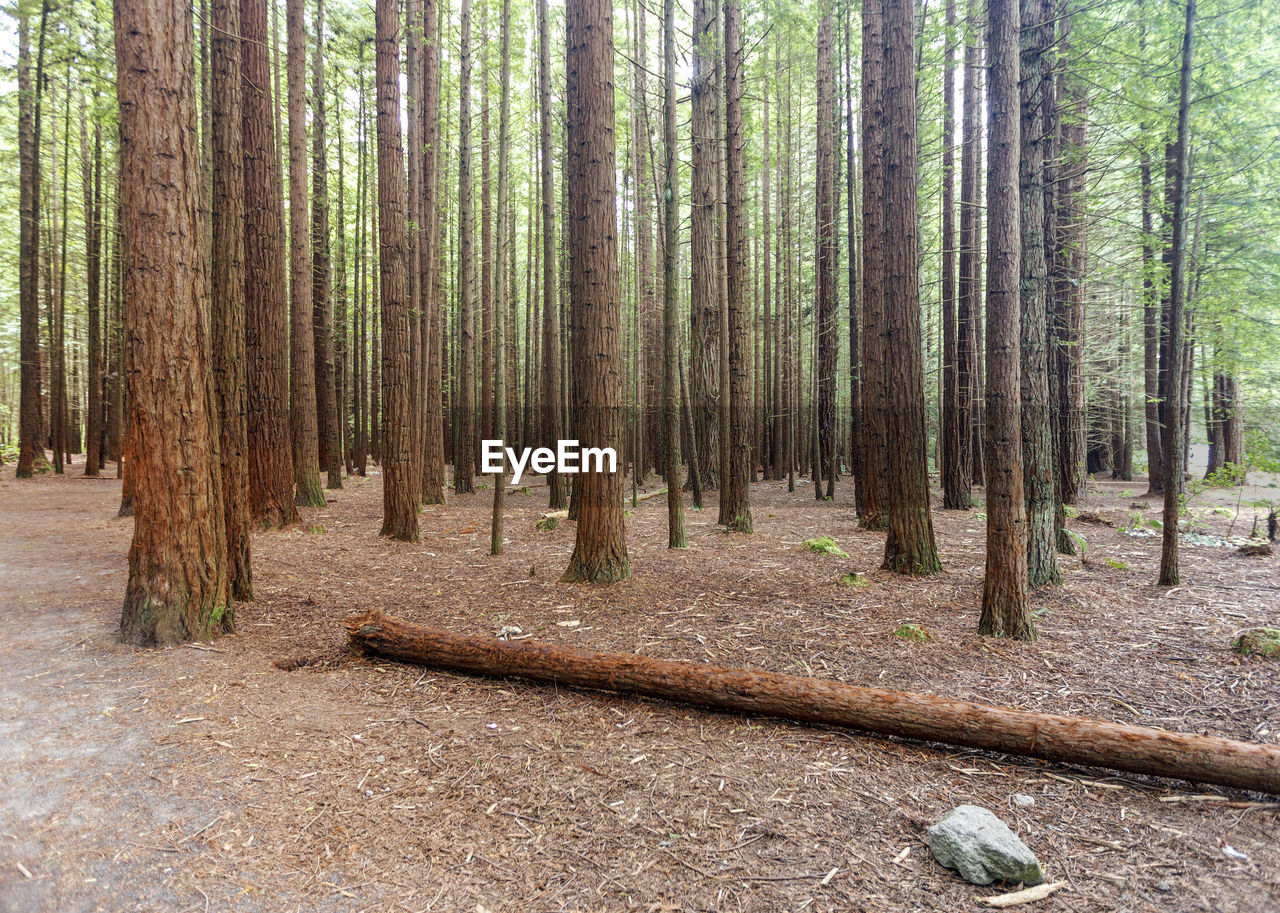 Trees growing in forest