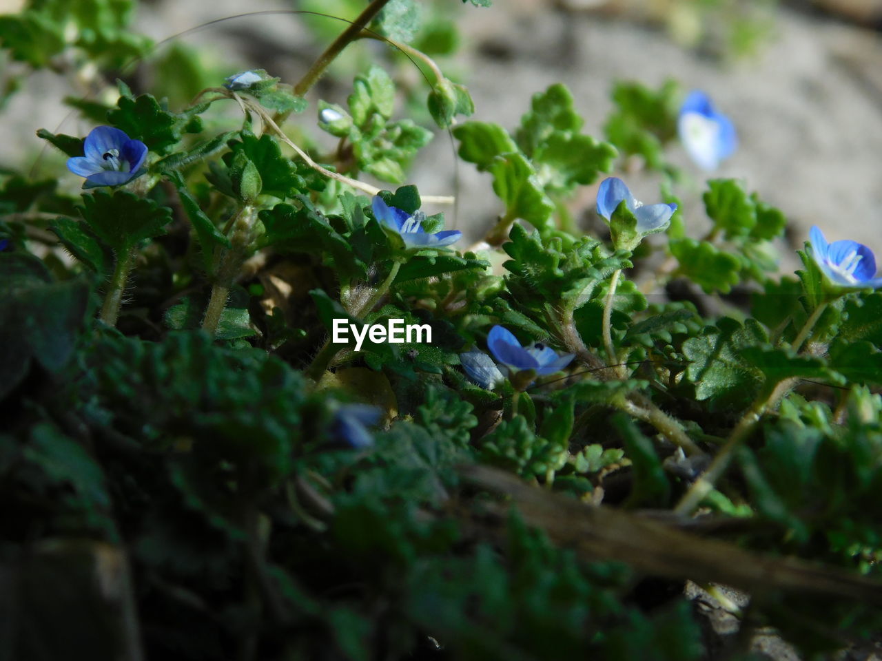 Close-up of purple flowering plant