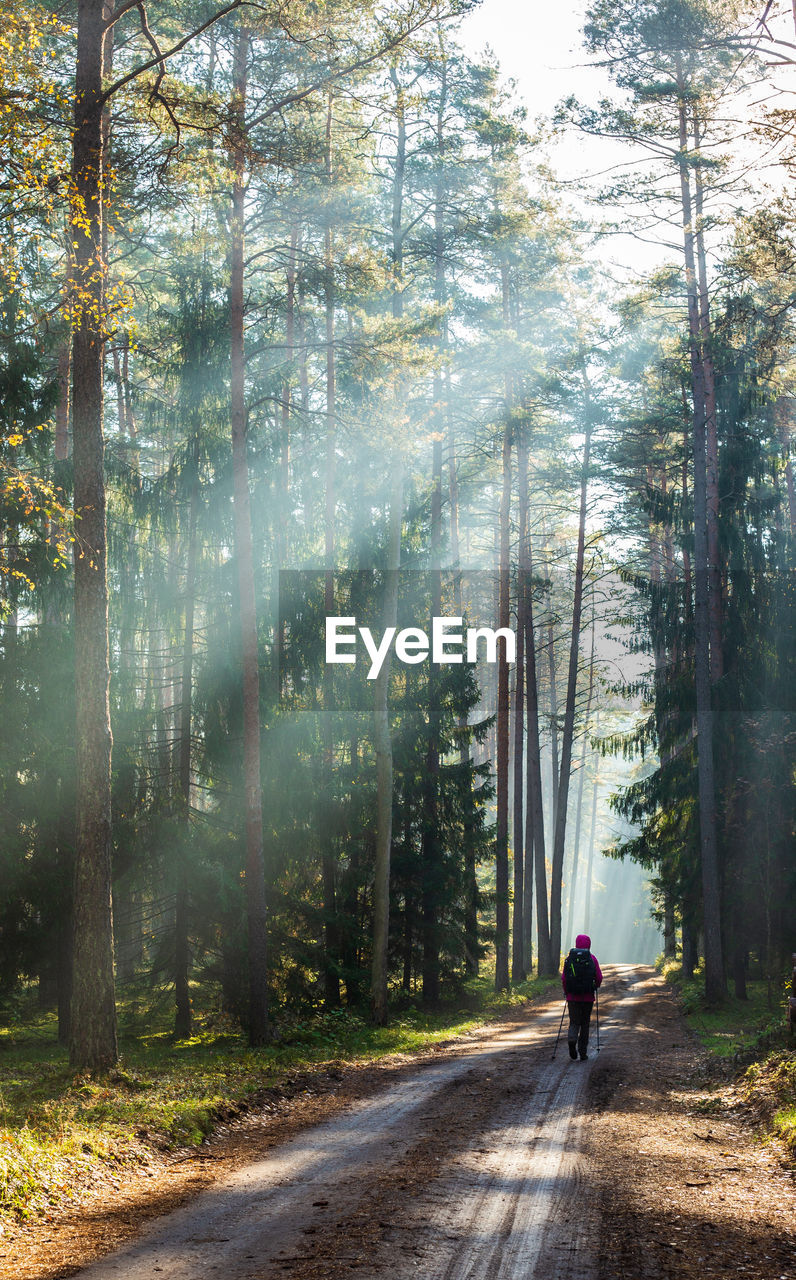 Rear view of woman walking on road amidst trees in forest