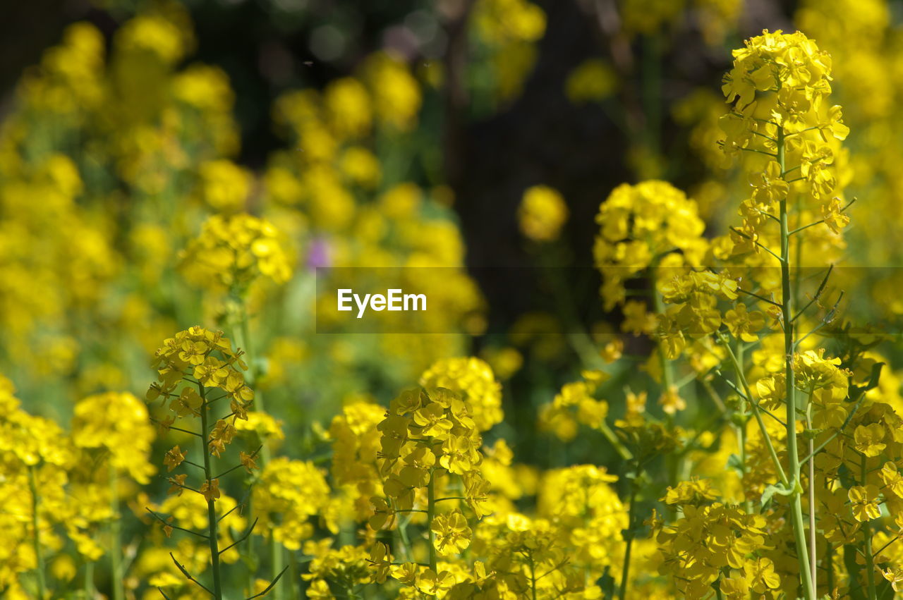 Close-up of fresh yellow flowering plants in field