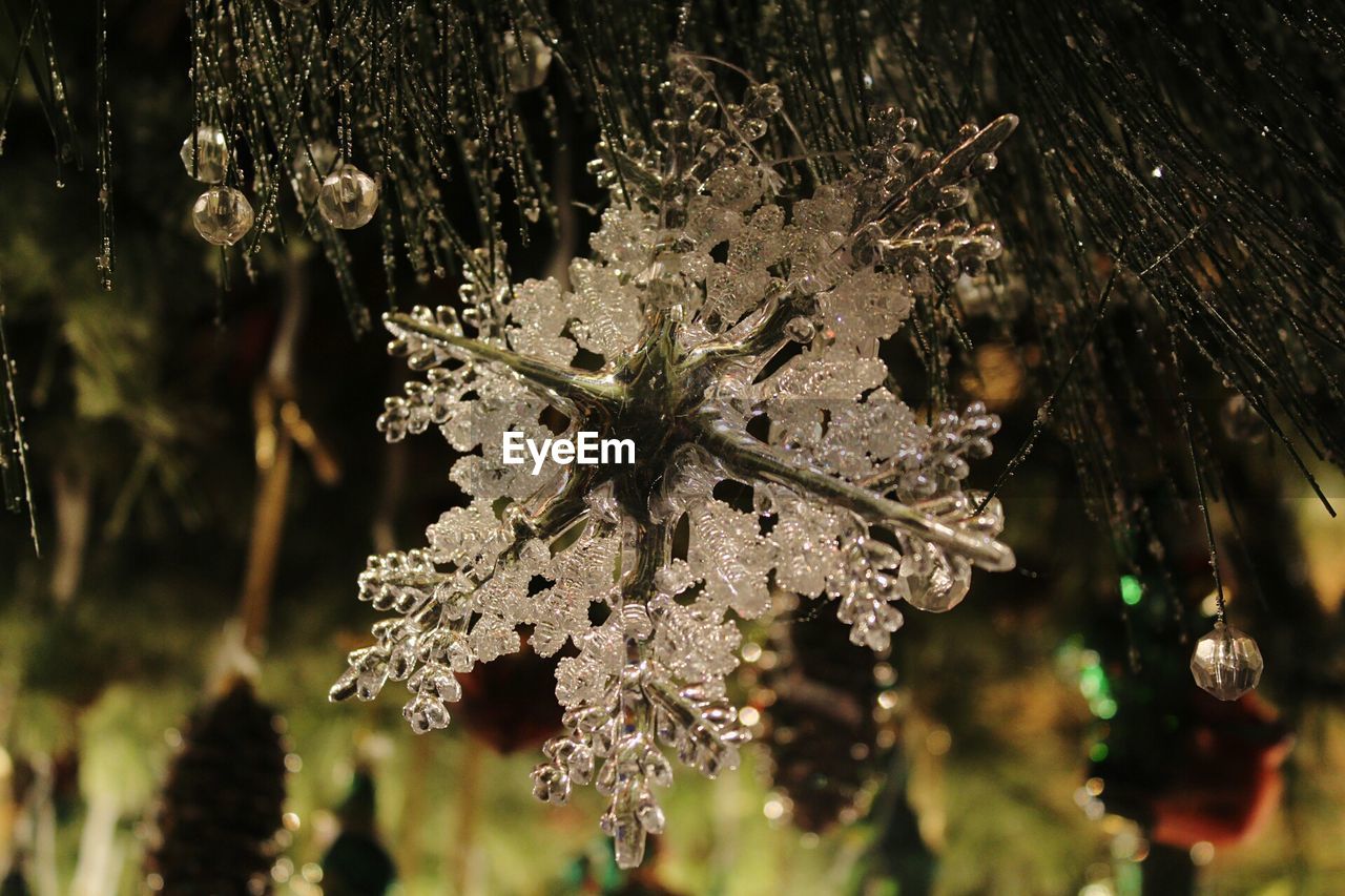 CLOSE-UP OF FLOWERS GROWING ON TREE