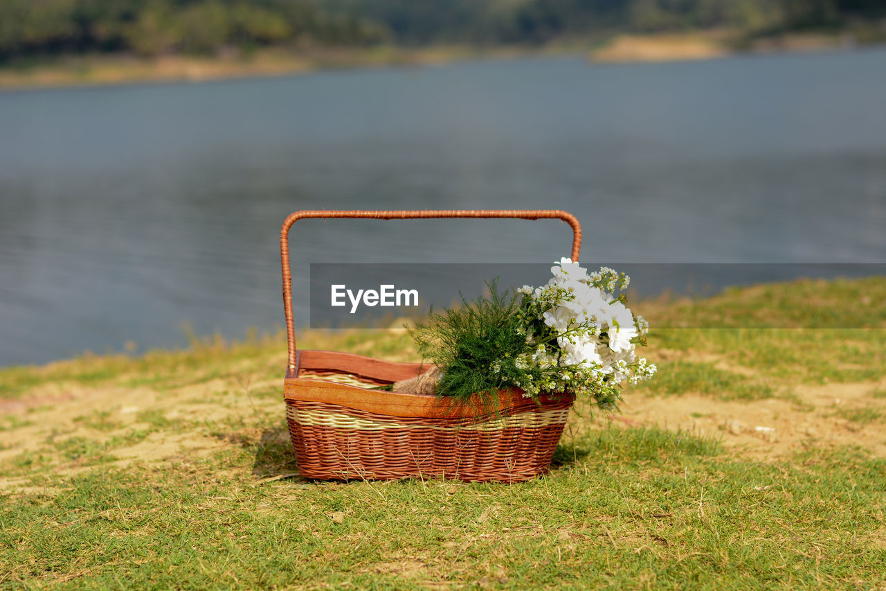 PLANT IN BASKET ON FIELD BY WATER