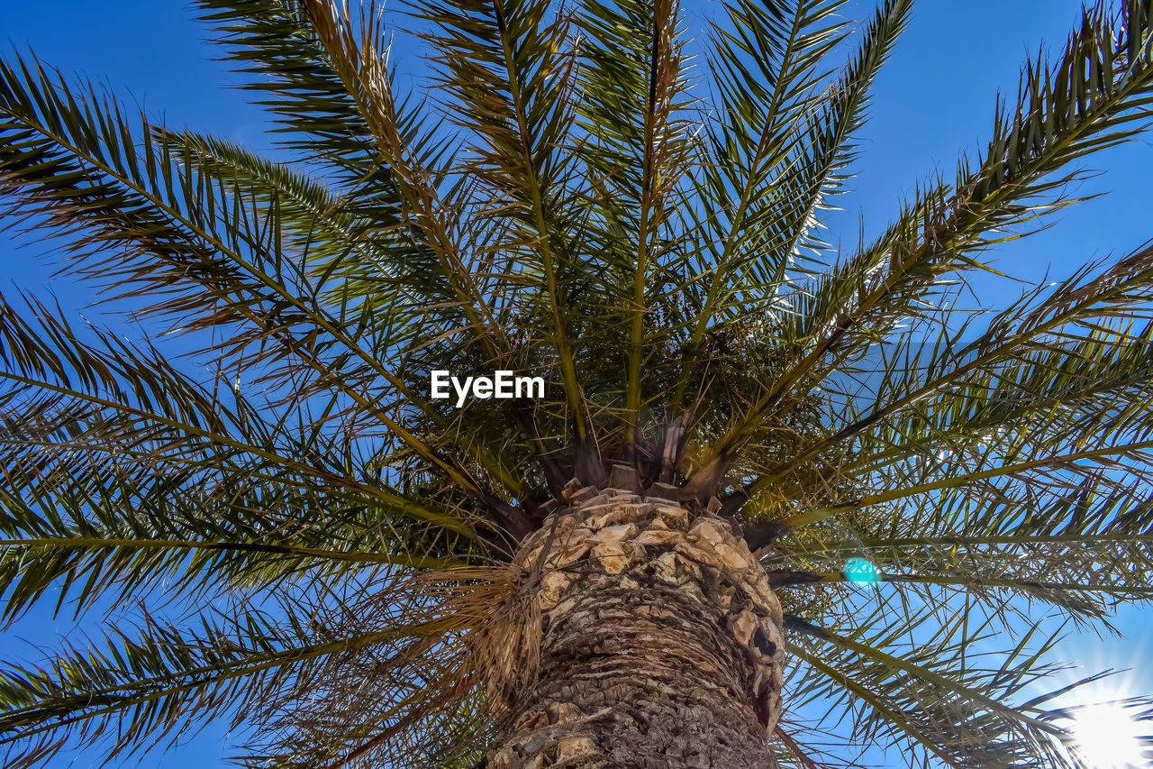 LOW ANGLE VIEW OF PALM TREE