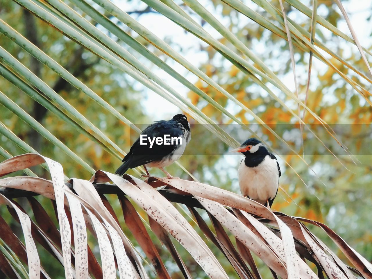 BIRD PERCHING ON A BRANCH