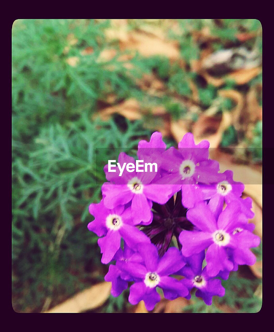 CLOSE-UP OF PURPLE FLOWERS BLOOMING OUTDOORS