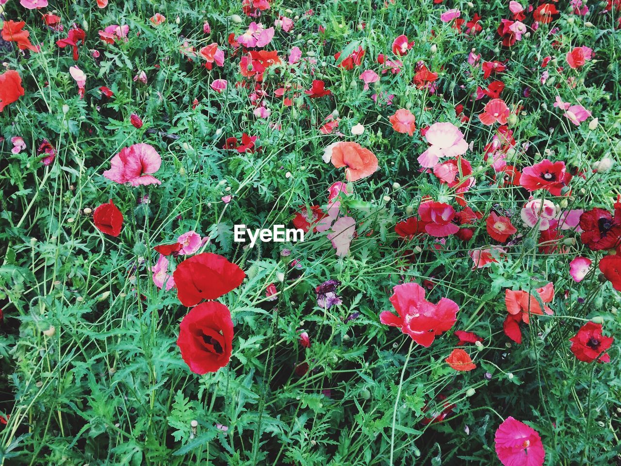 Close-up of red flowers blooming in field