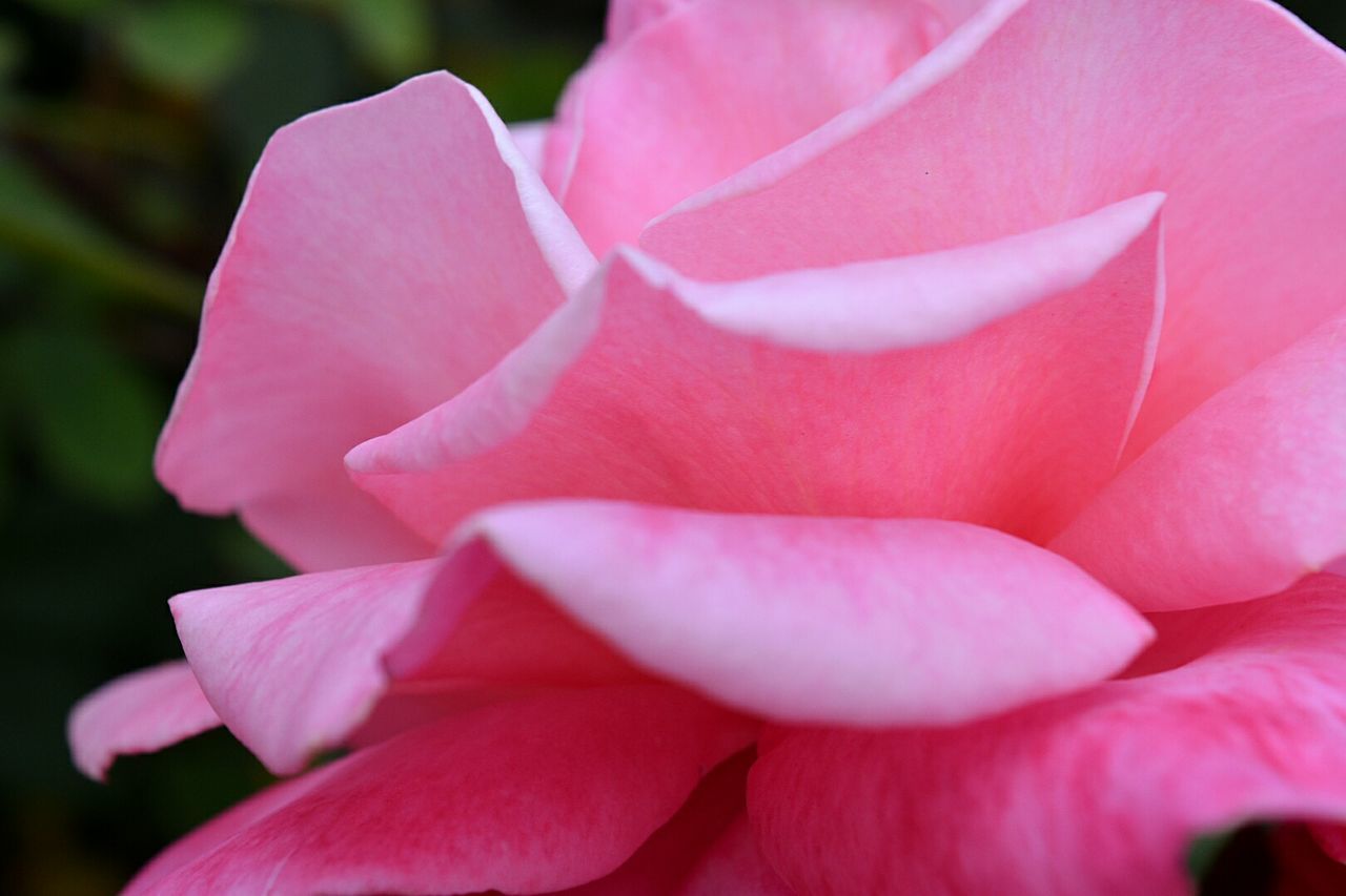 Close-up of pink rose