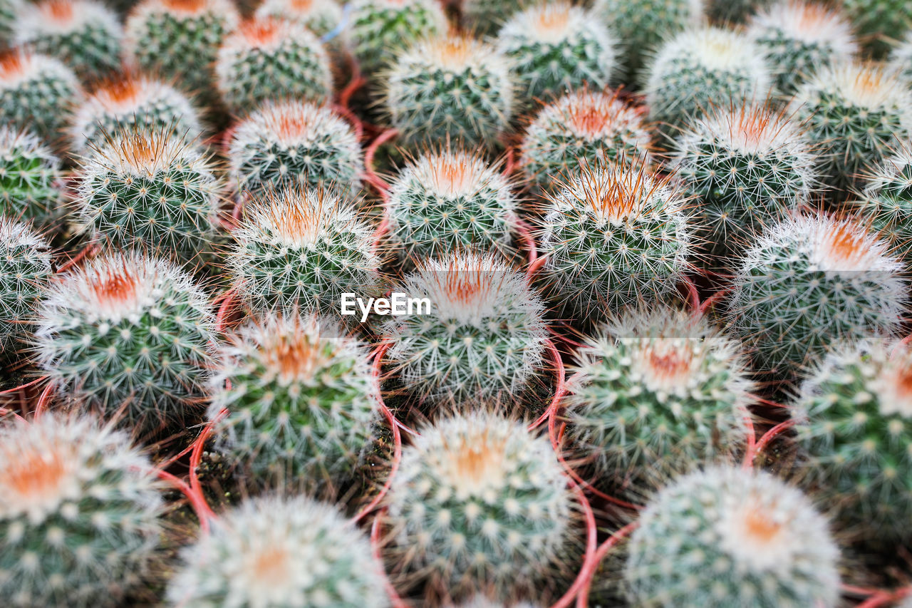FULL FRAME SHOT OF CACTUS PLANTS