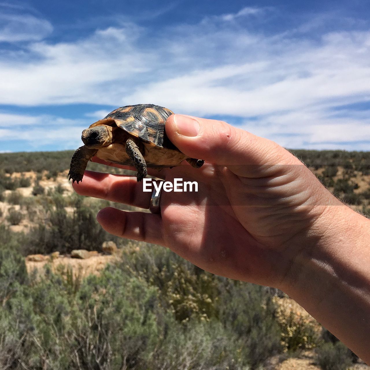 Cropped image of hand holding turtle by landscape against sky