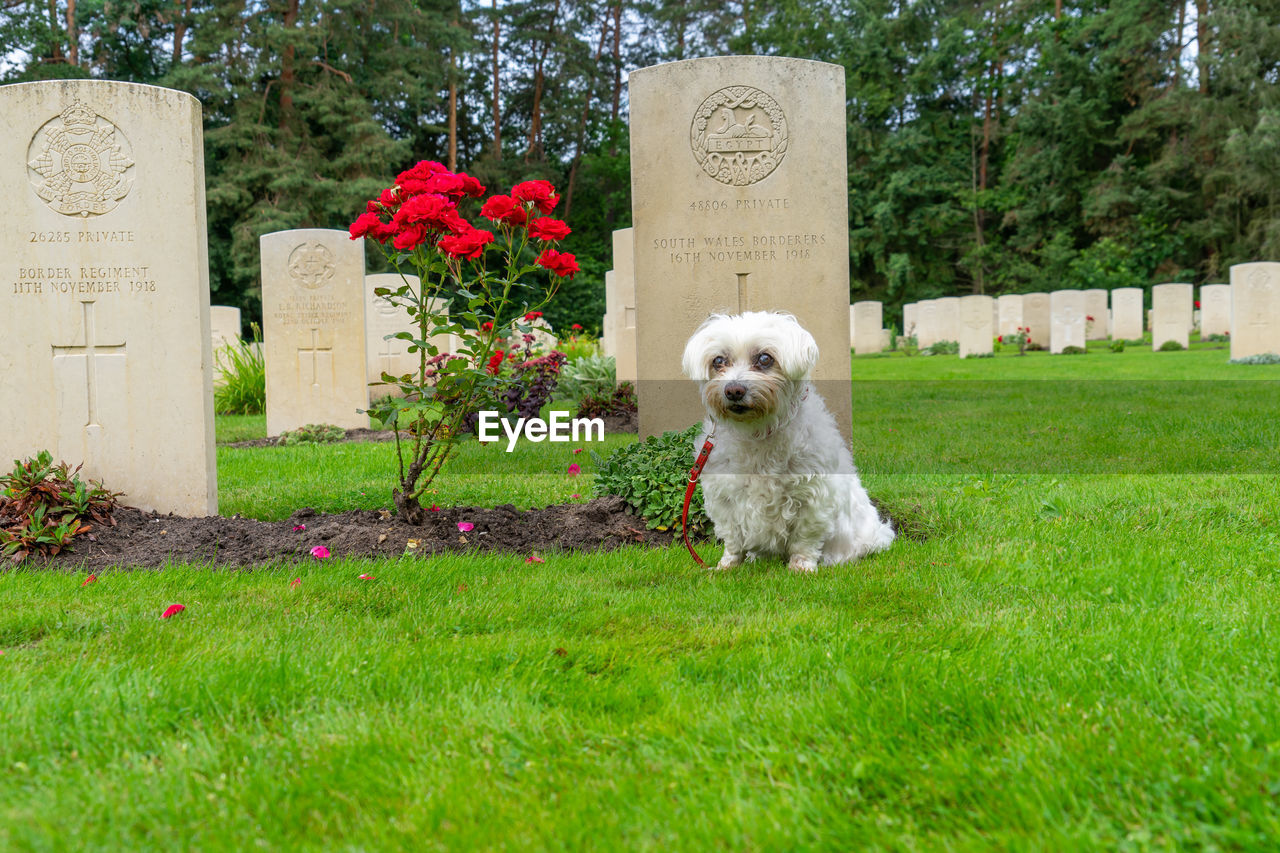 White dog at cemetery