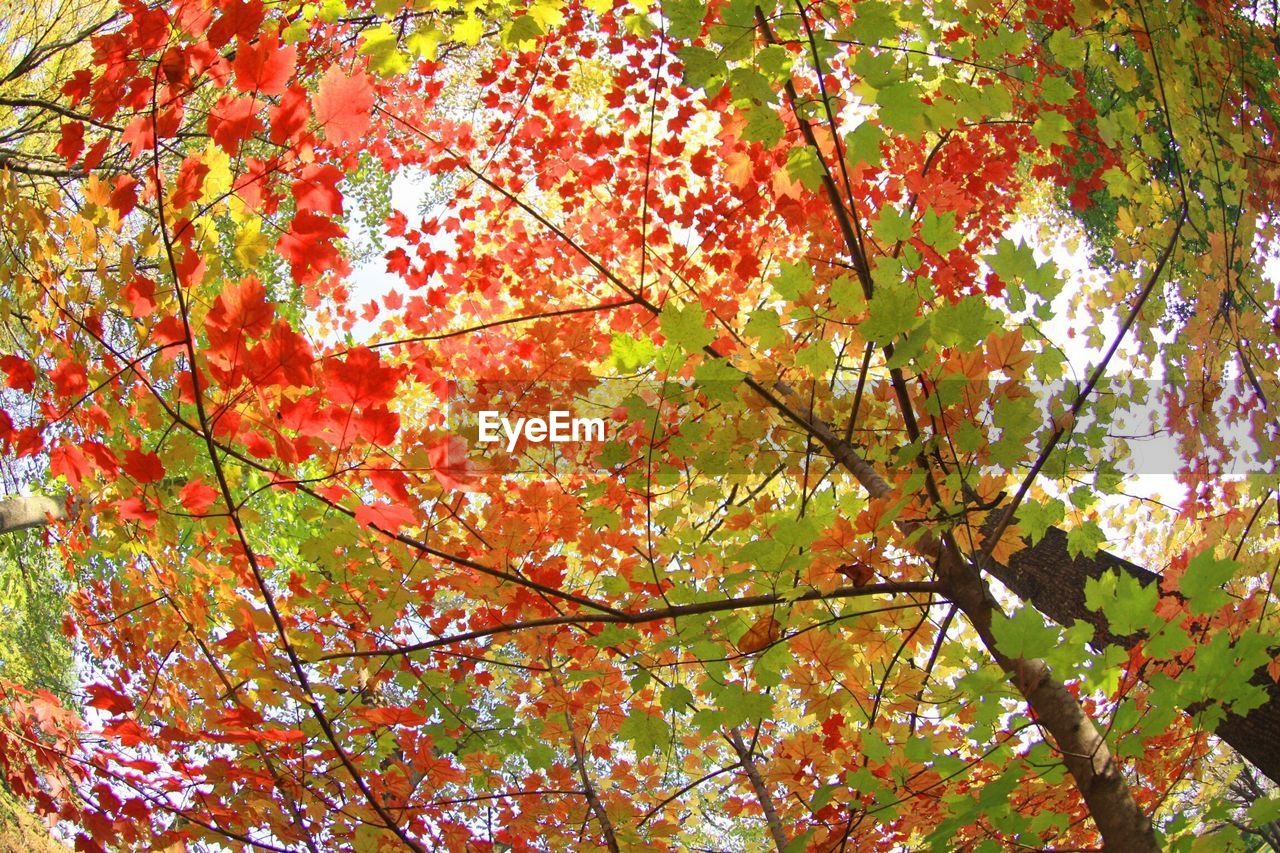 Low angle view of maple tree