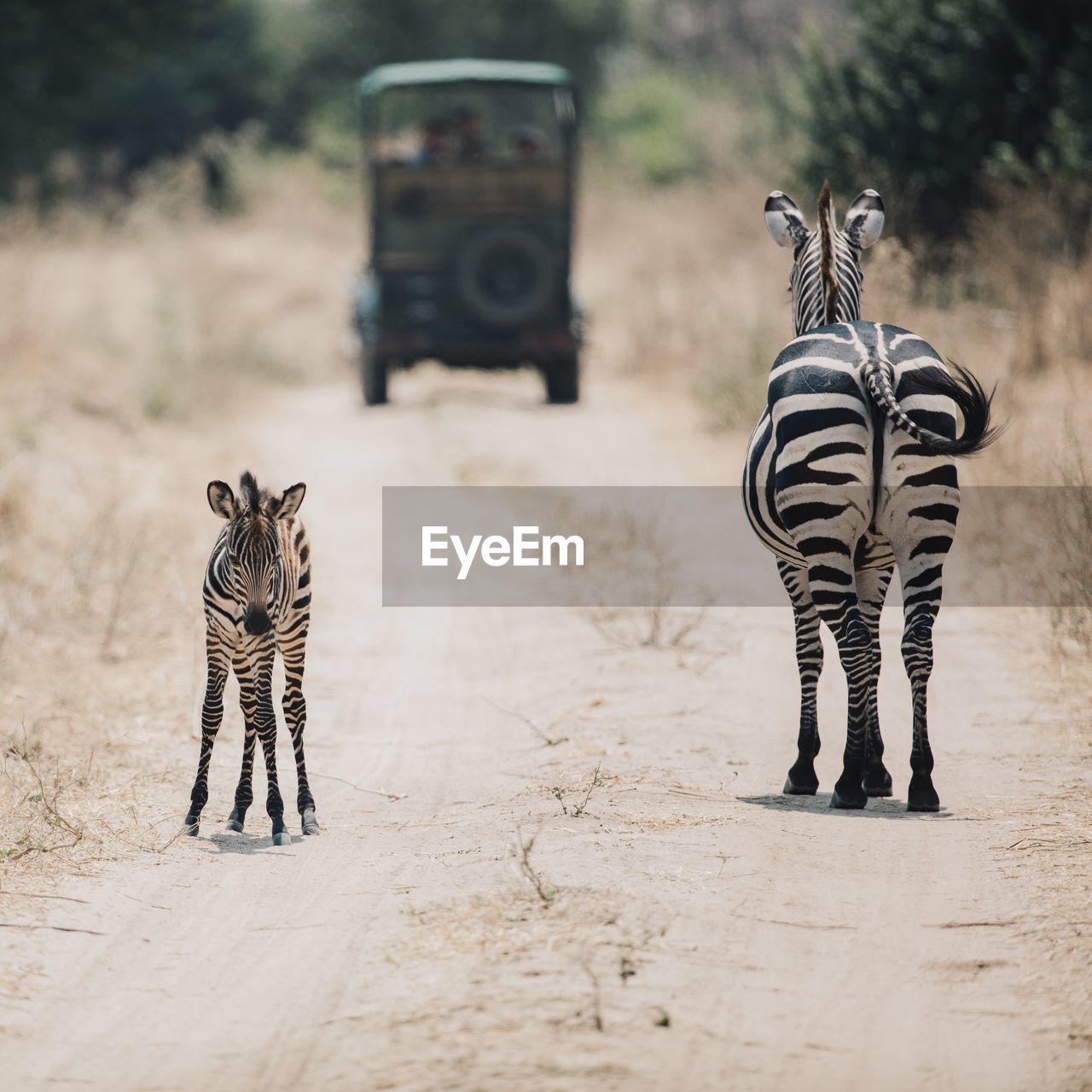 FULL LENGTH PORTRAIT OF ZEBRA STANDING ON FIELD