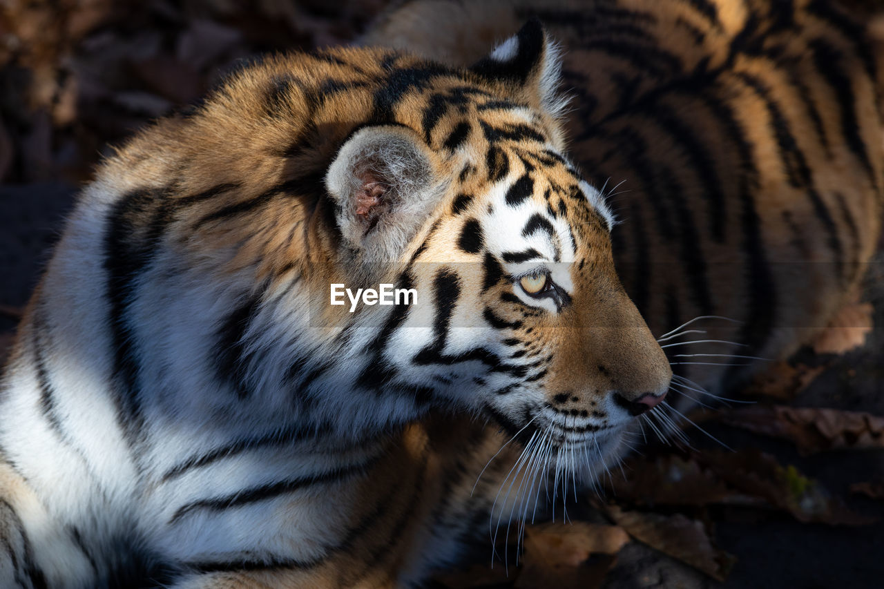 close-up of tiger in zoo