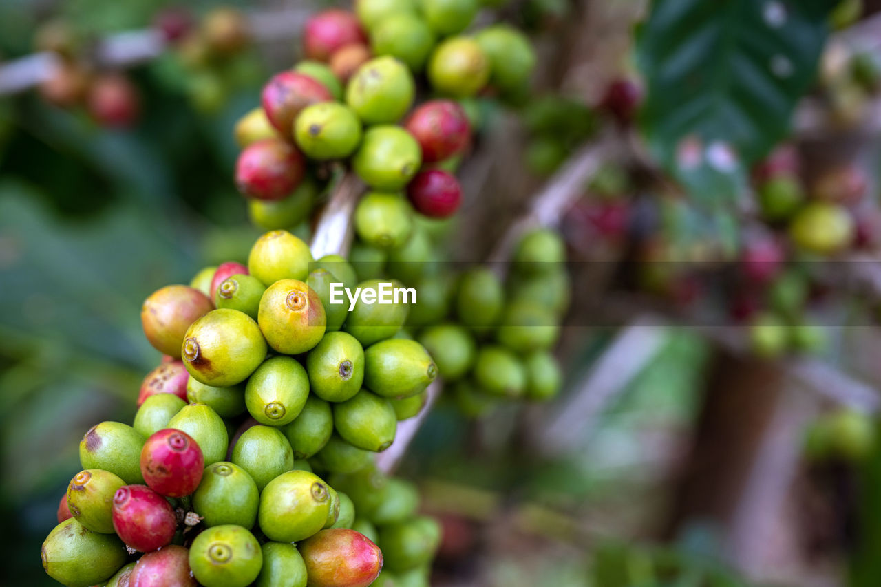 CLOSE-UP OF FRUITS ON TREE