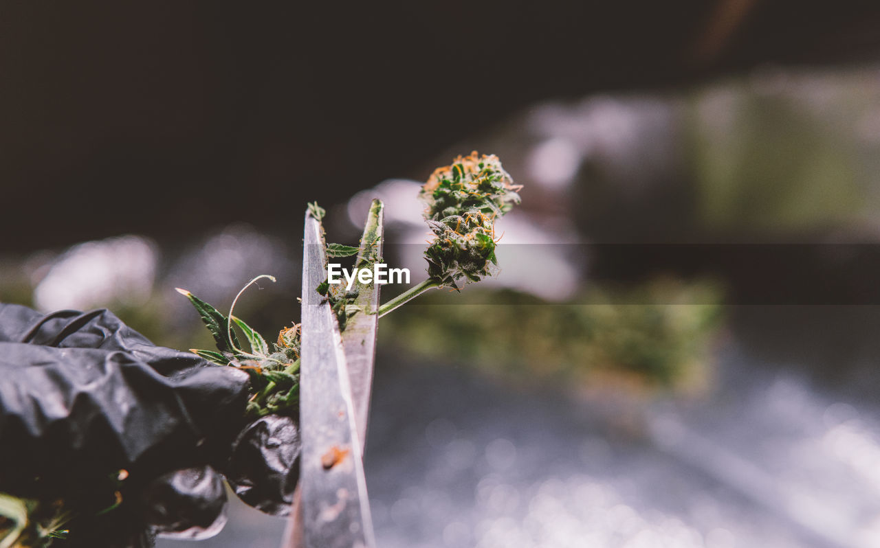 Cropped hand of person cutting cannabis plant with scissors outdoors