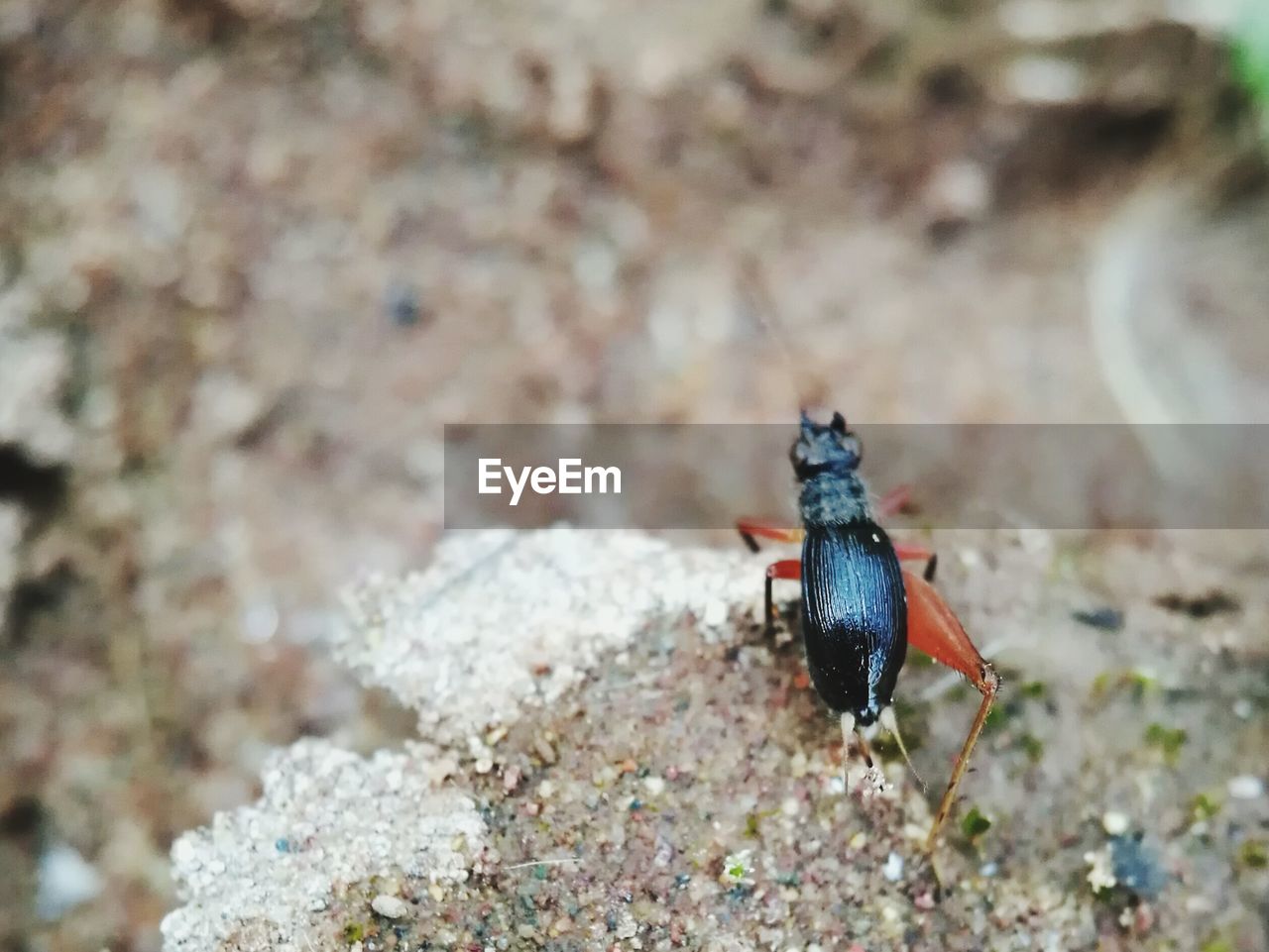 CLOSE-UP OF BUTTERFLY