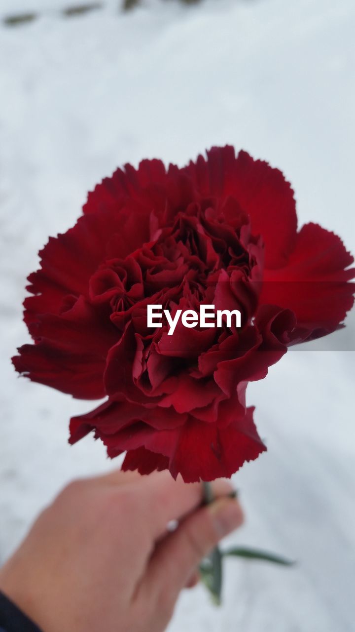 CLOSE-UP OF HAND HOLDING RED FLOWERS AGAINST SKY