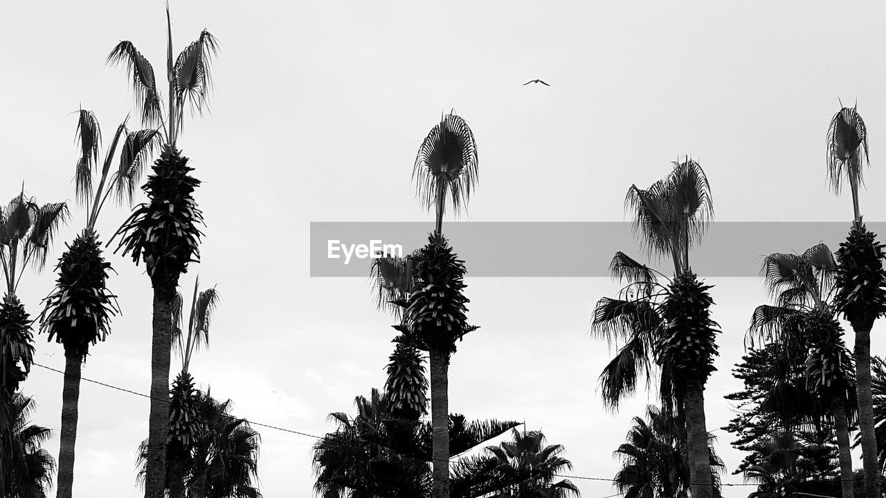 LOW ANGLE VIEW OF TREES AGAINST CLEAR SKY