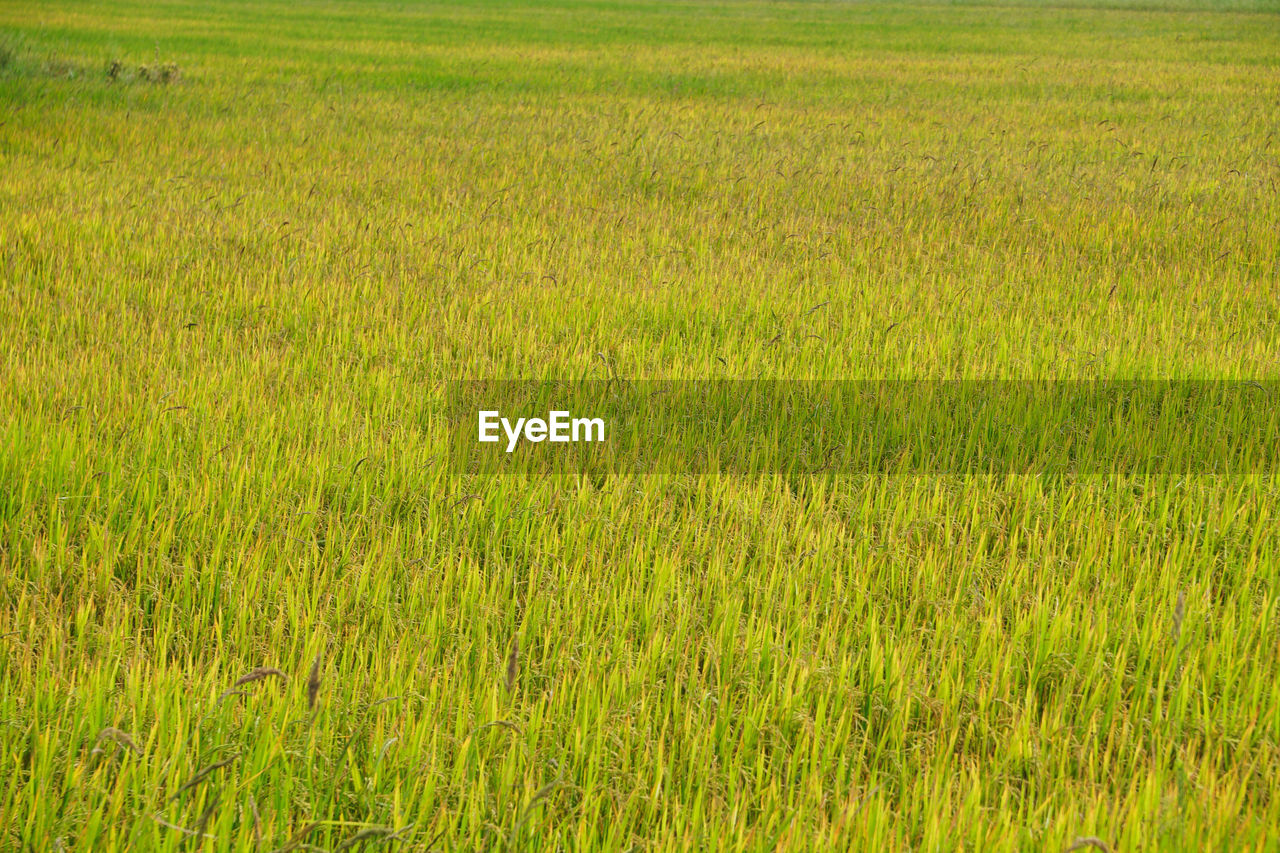 FULL FRAME SHOT OF FARM FIELD