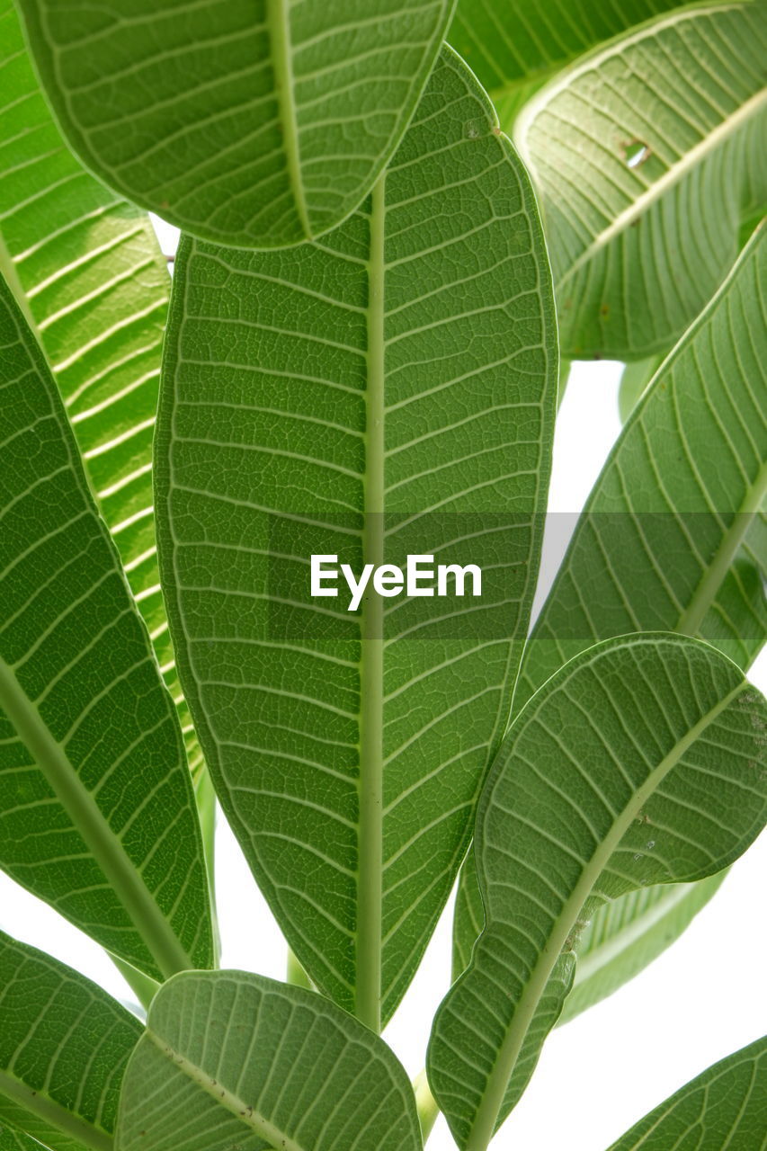 CLOSE-UP OF LEAVES