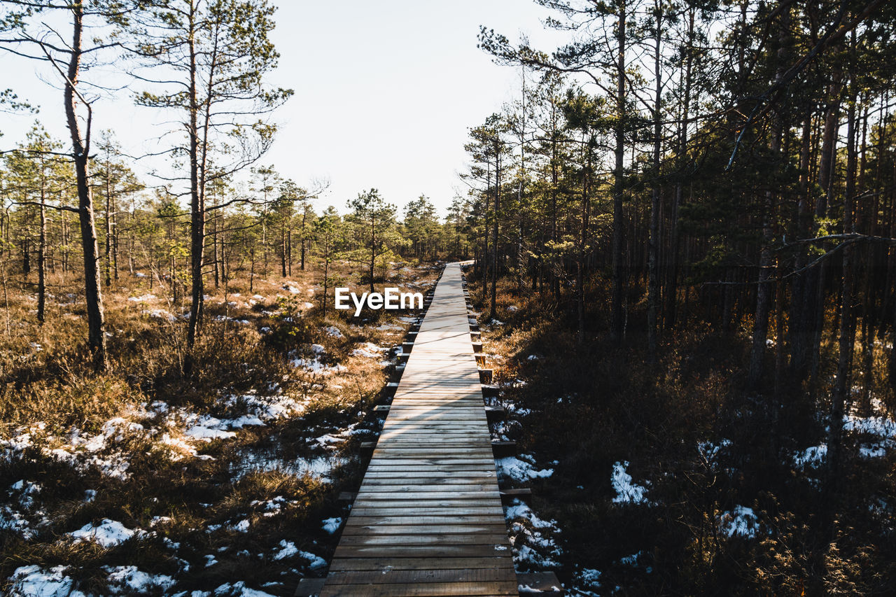 BOARDWALK LEADING TOWARDS TREES IN FOREST