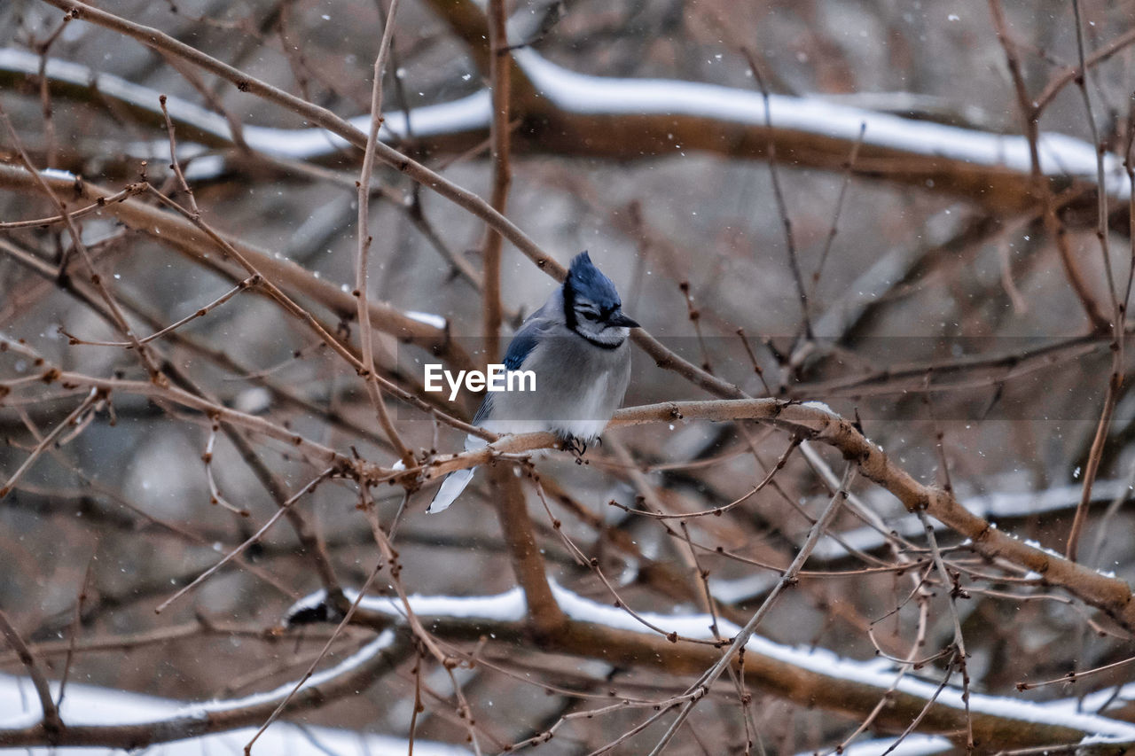 BIRD PERCHING ON A SNOW COVERED TREE